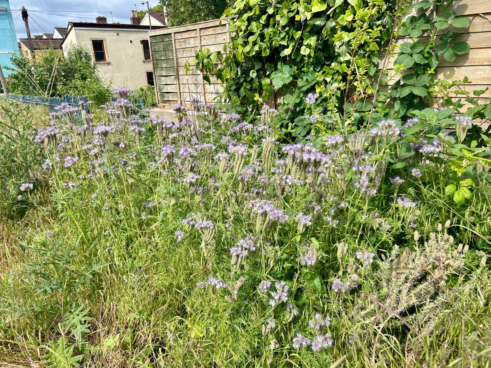 Lacey Phacelia improving the soil and supporting a wide range of pollinators